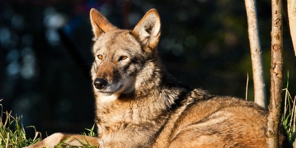 Trump Administration Overhauls Endangered Species Regulations