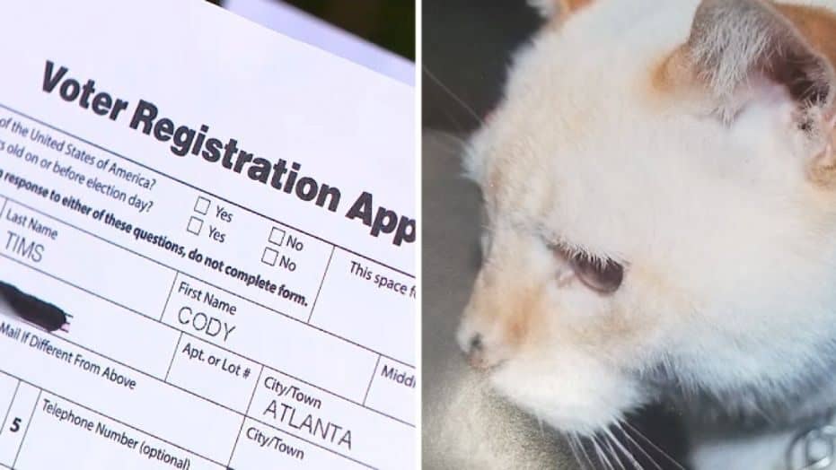Atlanta: Deceased Cat Gets Voter Registration Application In The Mail