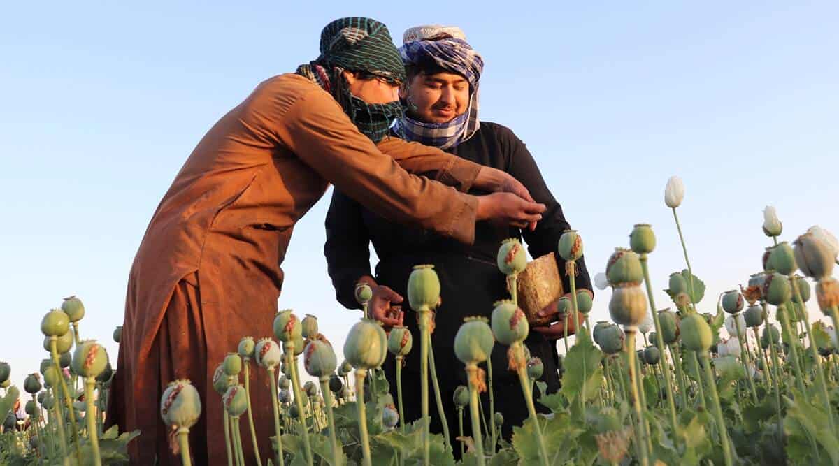 Afghanistan: Taliban Outlaw Opium Poppy Cultivation, Drug Trade