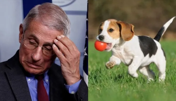 NIH To Spend $2 Million in Taxpayer Funds On ‘Unnecessary’ Puppy Experiments