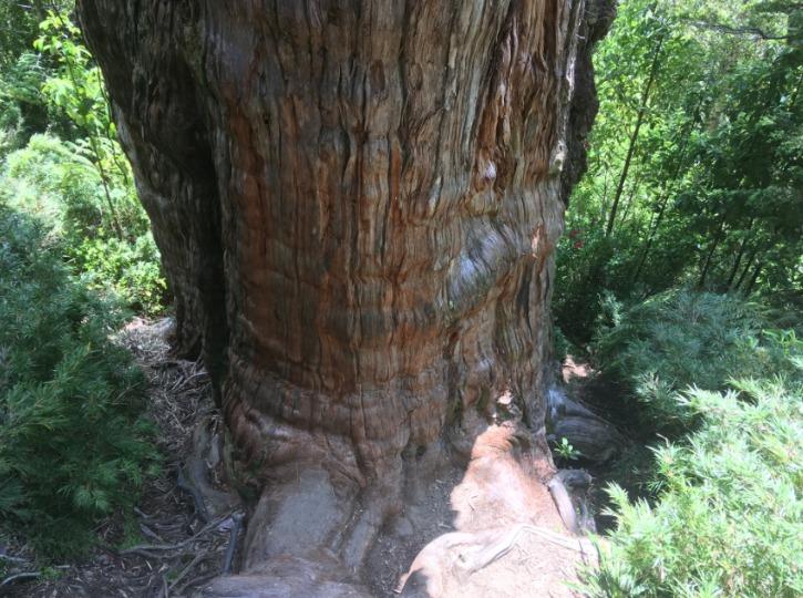 Ancient Cypress In Chile May Be The World’s Oldest Tree