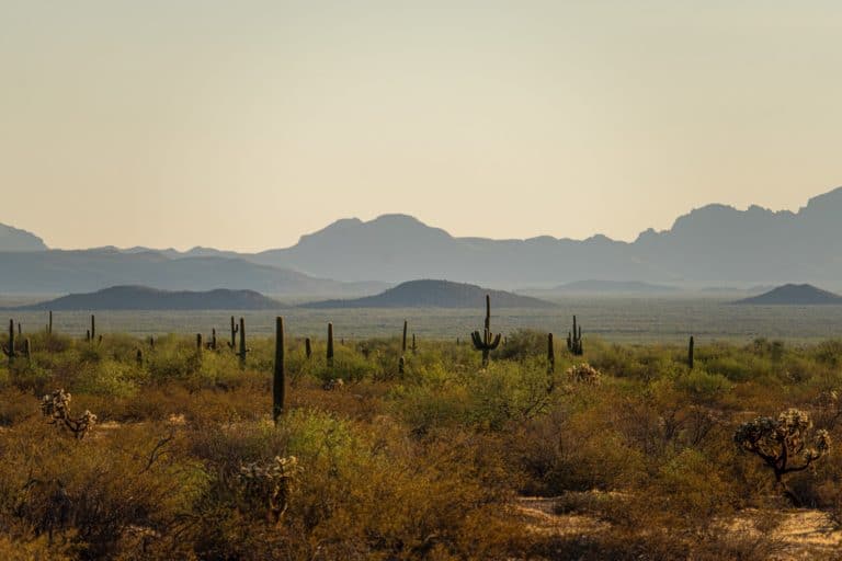 The Border Crisis Has Turned Arizona’s Desert Into A Highway For Drug Smugglers