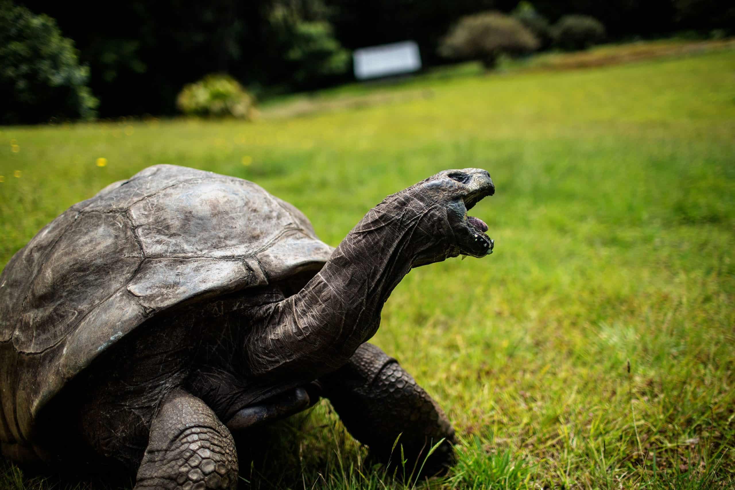 World’s Oldest Tortoise Turns 190