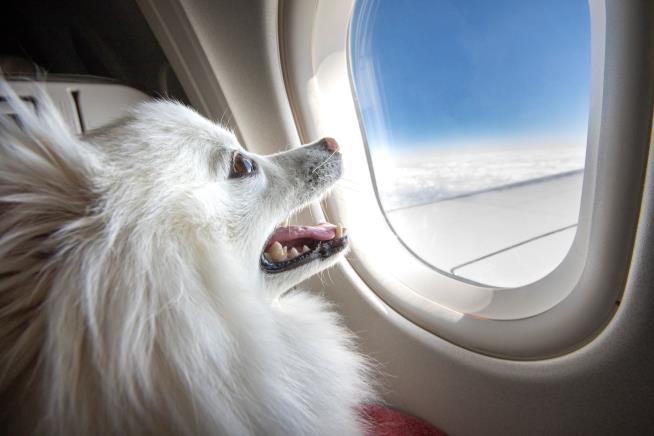 Bark Air: Dogs Are Getting Their Own Airline