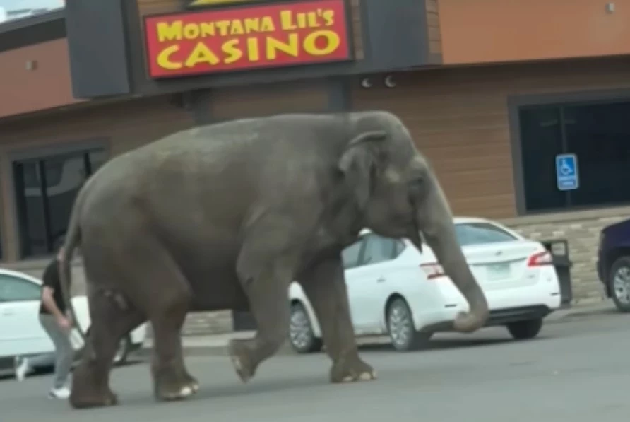 Elephant Escapes Handlers, Halts Traffic In Montana