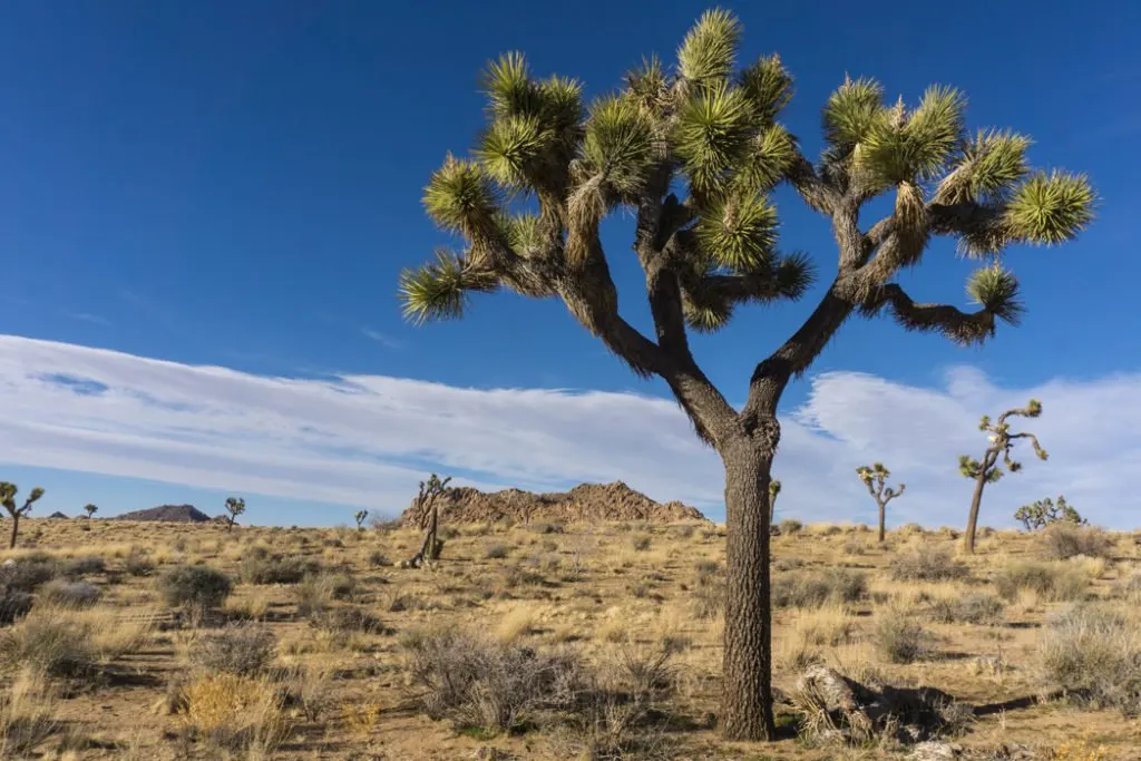 Aratina Solar Project Will Down Iconic Joshua Trees In Southern California