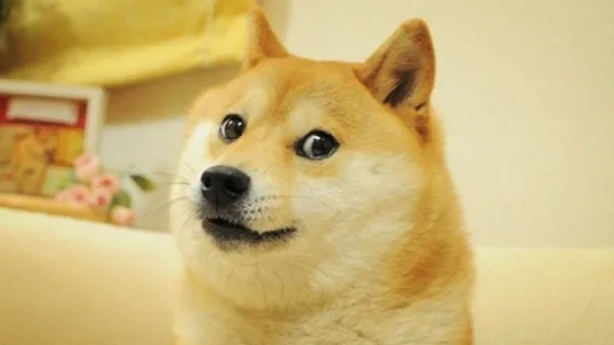 DOGE Update: Sanity Brings Savings