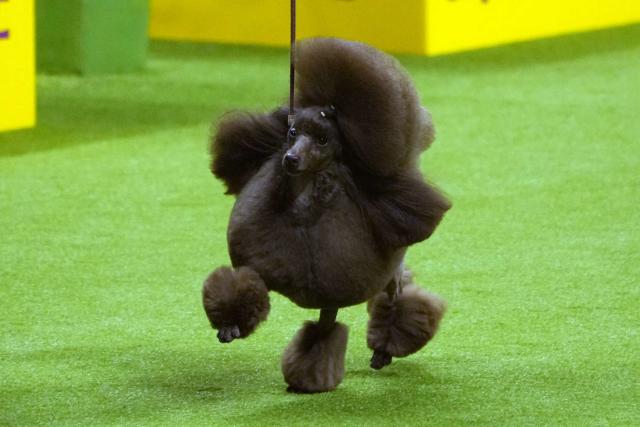 Sage The Miniature Poodle Wins Best In Show At 2024 Westminster Dog Show