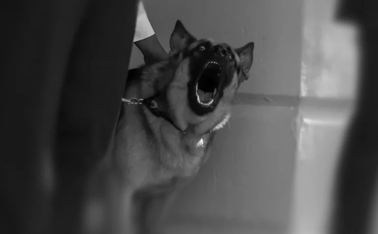 Biden Repeatedly Watched His Dog Attack Secret Service