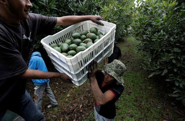 U.S. Halts Avocado Imports After Abduction Of USDA Inspectors In Mexico