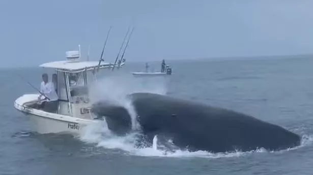 Breaching, ‘Pissed Off’ Humpback Whale Topples Boat, Throws Fishermen Into Sea