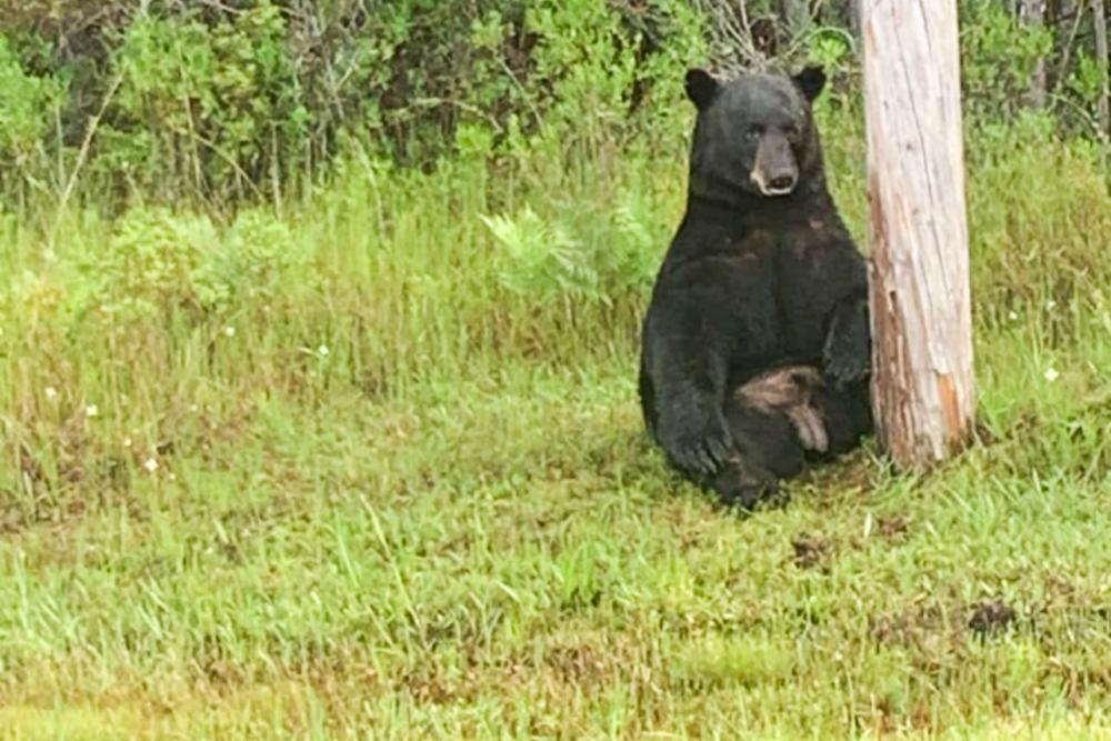 Florida Cops Urge Locals To Stop Taking Selfies With “Depressed” Bear