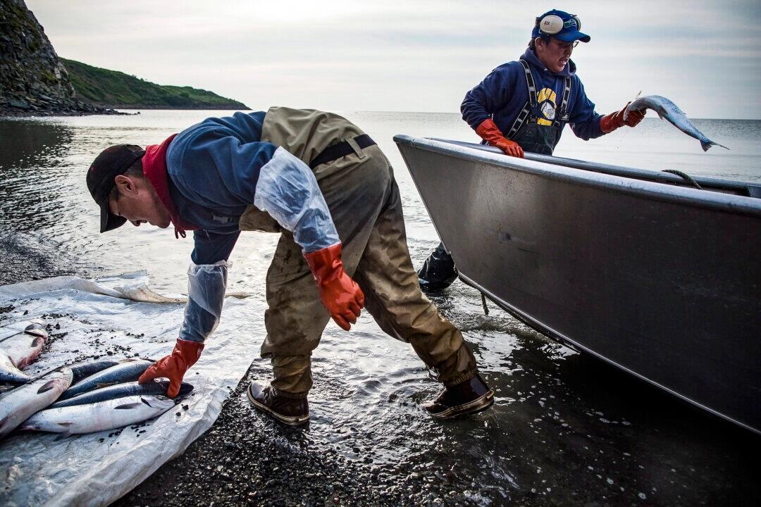 Federal Appeals Court Reverses Decision, Keeps Alaska Salmon Fishery Open