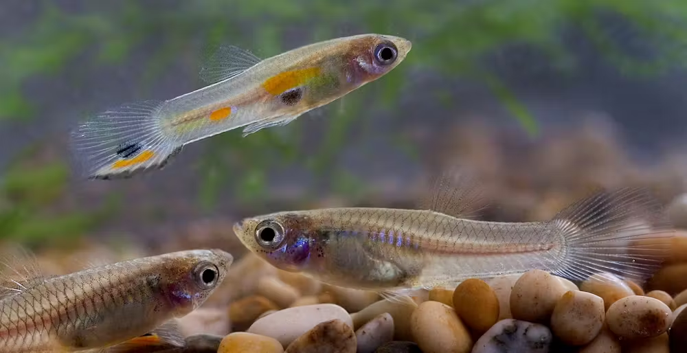 Fish On Prozac: Chemical Residues In Wastewater Mess With Bodies, Behavior And Sperm