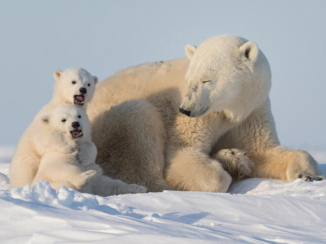 As Polar Bear Population Explodes, Animal Loses Its Climate Crisis Mascot Status