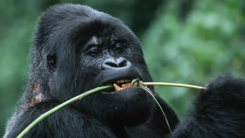Self-Medicating Gorillas May Hold New Drugs Clues