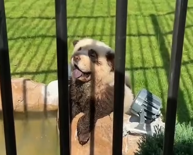 Chinese Zoo Admits Its ‘Pandas’ Are Just Painted Dogs