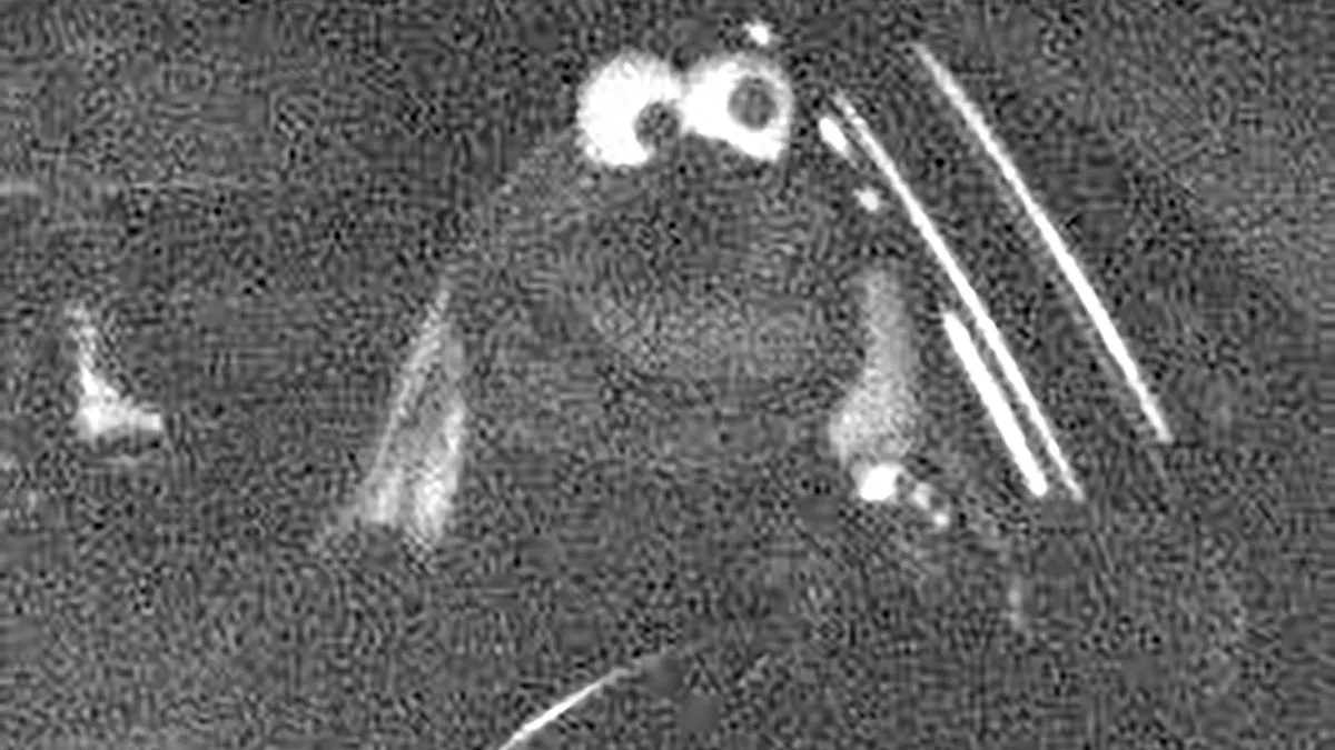 ‘Cookie Monster’ Caught Speeding By German Police