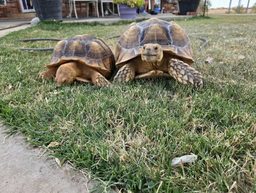 Pet Tortoise, Missing Over 2 Months, Found 100 Feet From Oklahoma Home