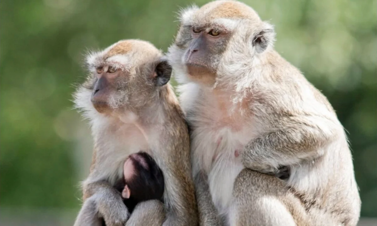 Over 40 Monkeys Escape From Research Lab And Are On The Loose In S.C.