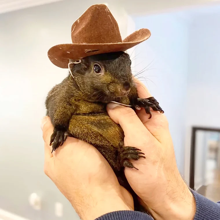 In Re Peanut: NY Family Moves To Sue State Over The Killing Of Beloved Squirrel