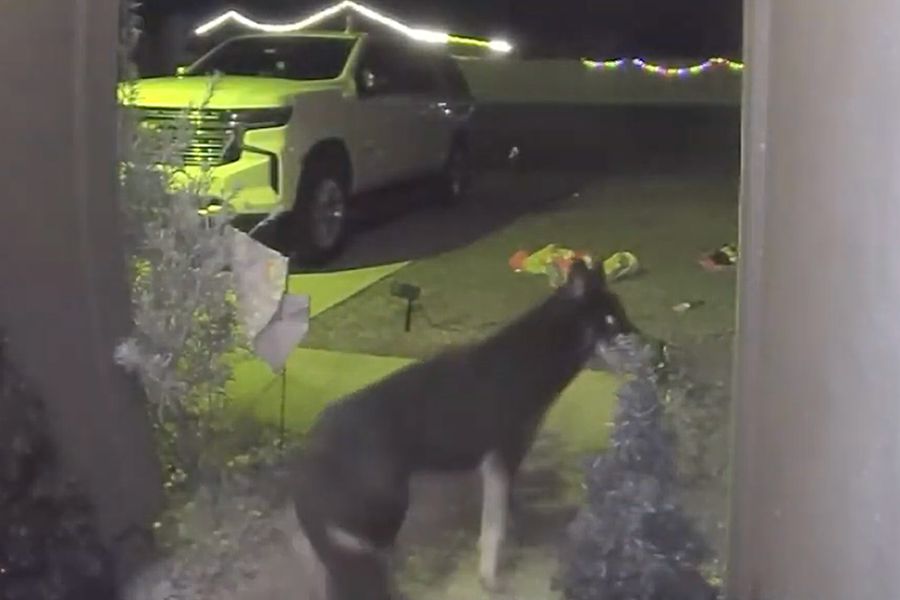 Missing Dog Returns Home, Rings Doorbell On Christmas Eve