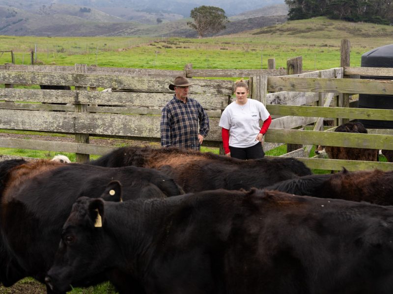 Chris Bray: Replacing Private Cows With Government-Sourced Contract Cows, To Fix The Harm Caused By Cows