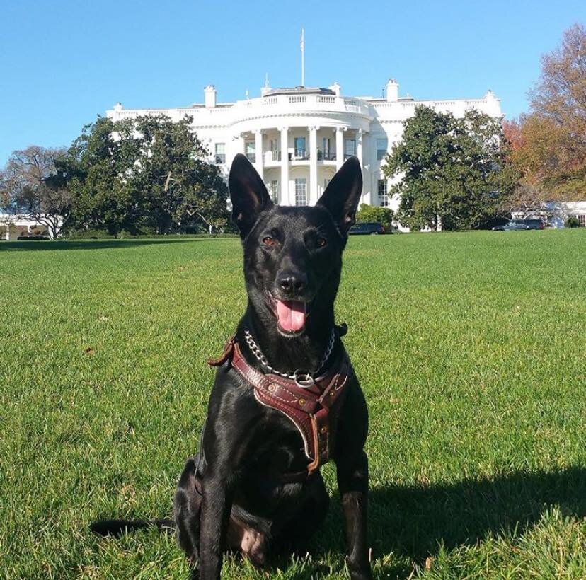 K9 Hurricane, The Most Decorated Dog In US History, Has Died