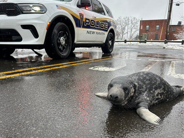 Baby Seal Lost In Connecticut City Gets Help From Police Officers