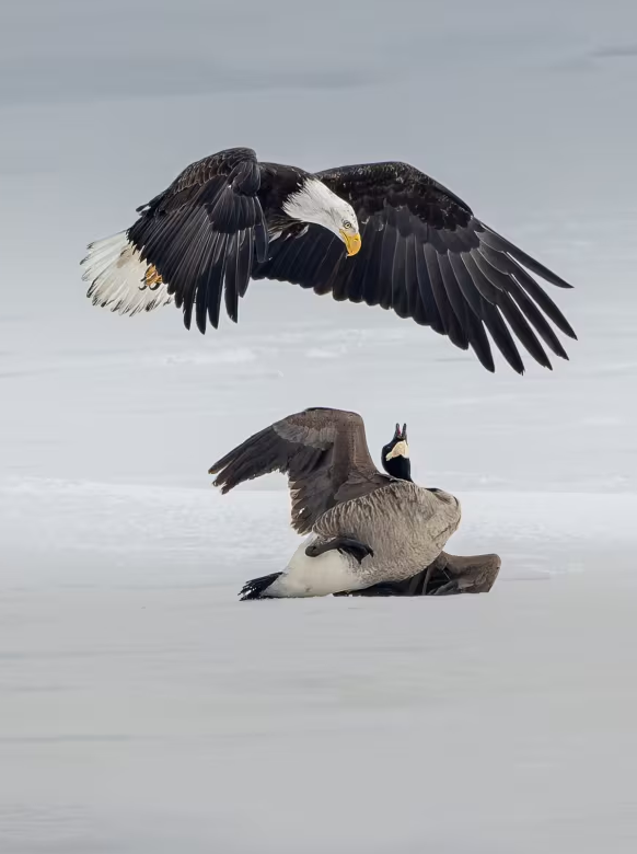 Bald Eagle And Canadian Goose Battle On Frozen Lake