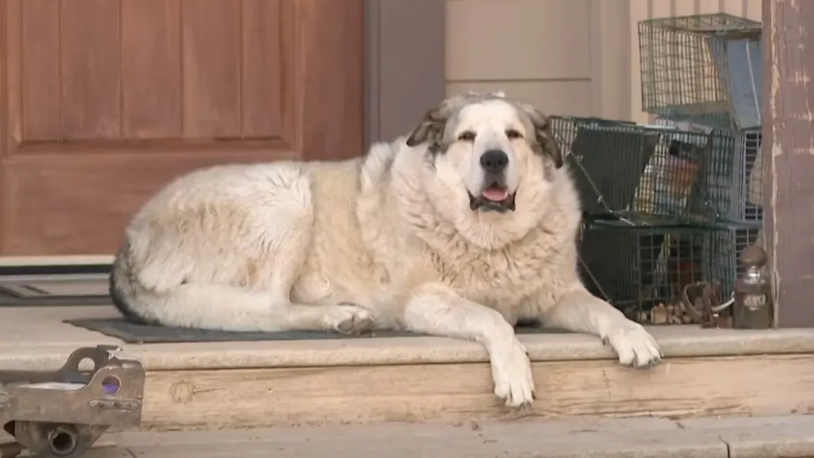 Rancher’s Dog Rescues 2-Year-Old Boy Who Spent Night Alone In Arizona Wilderness