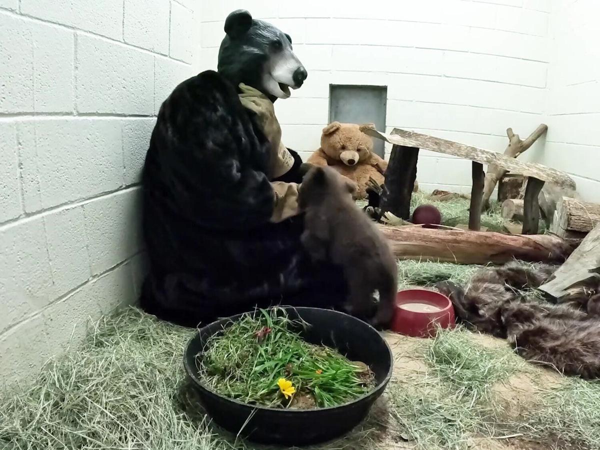 Rescuers Wear Bear Suits To Raise Orphaned Cub