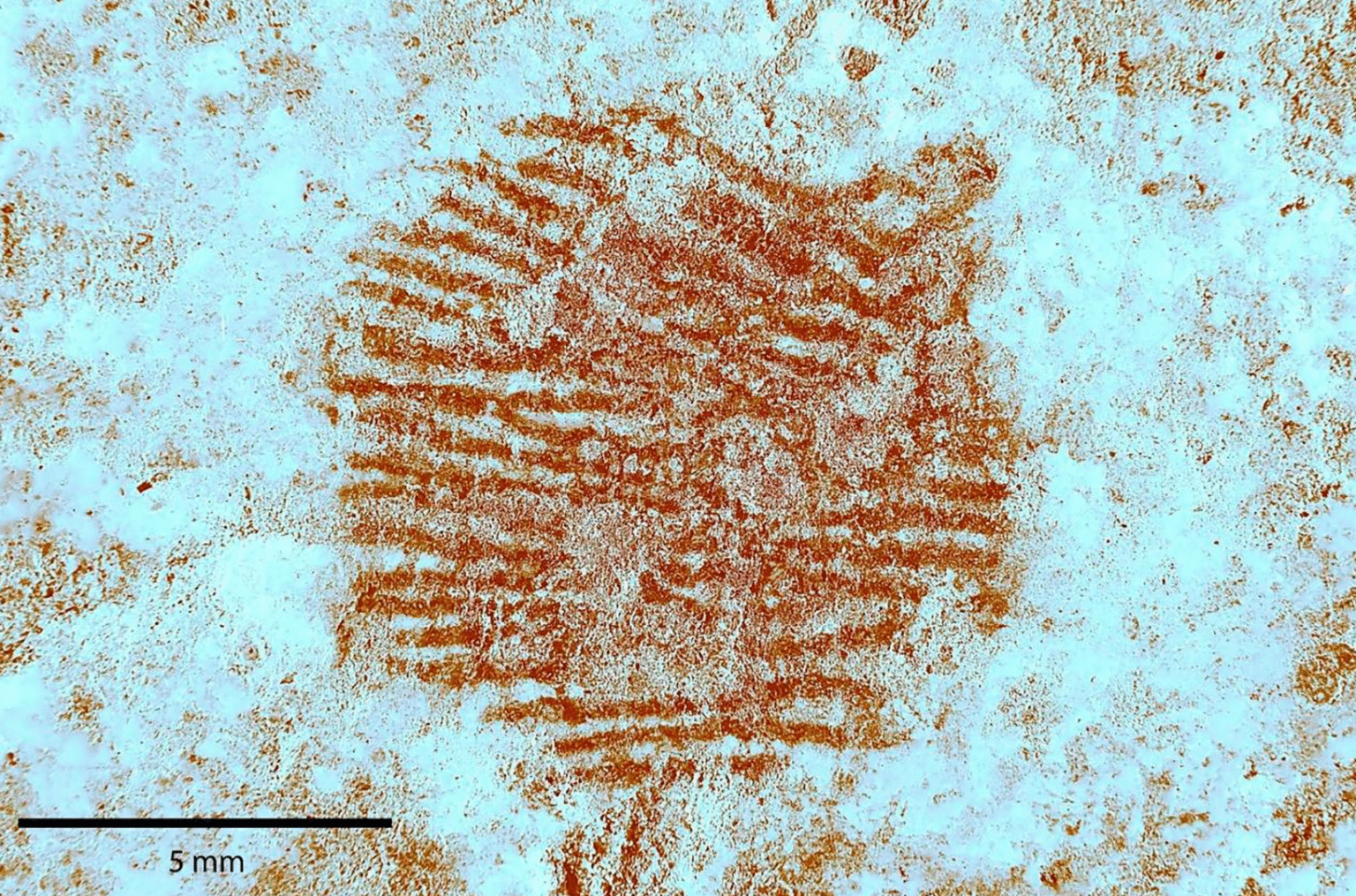 This May Be The World’s Oldest Human Fingerprint…
