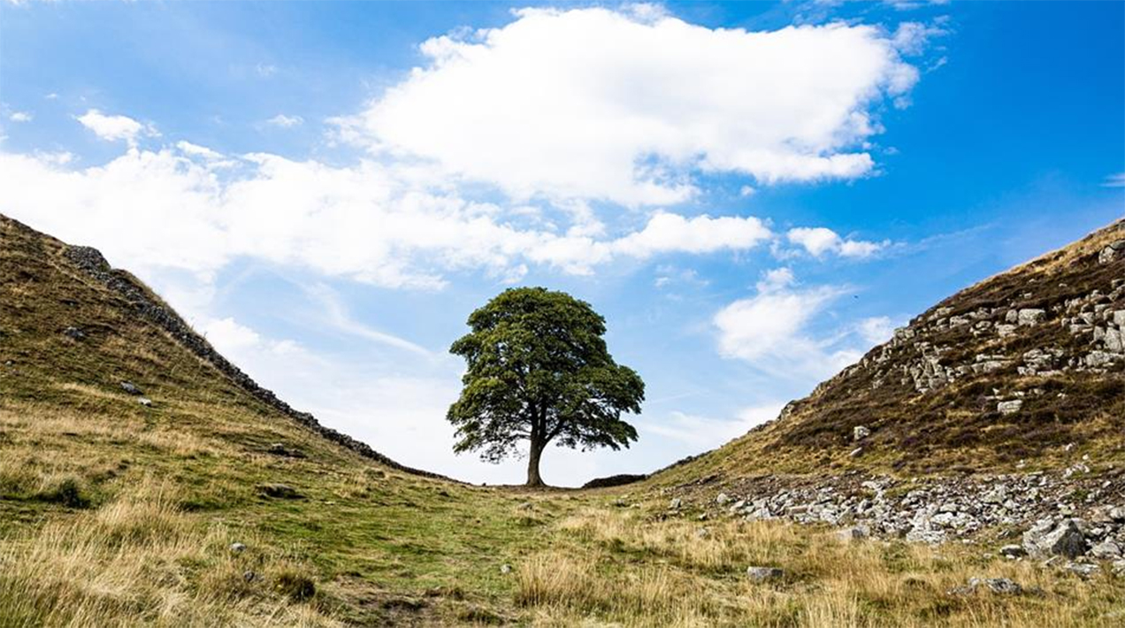 2 Men Convicted In Chainsaw Massacre Of UK’s Beloved Sycamore Gap Tree