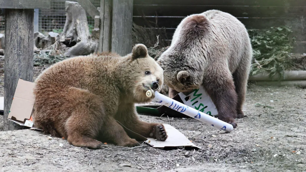 Bears Raid Honey Store After Enclosure Escape