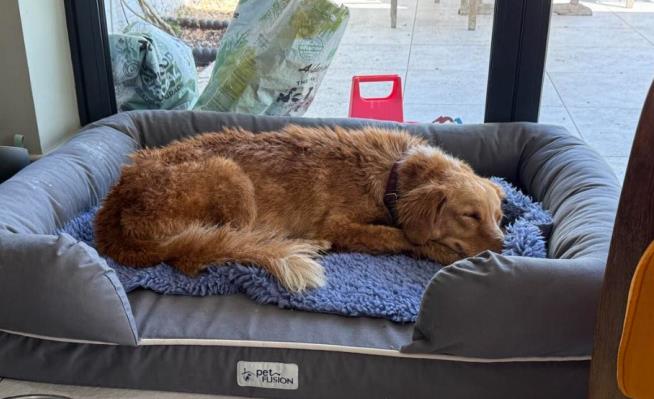 Lost Dog Returns Home After Swimming To Island In 100-mile trip