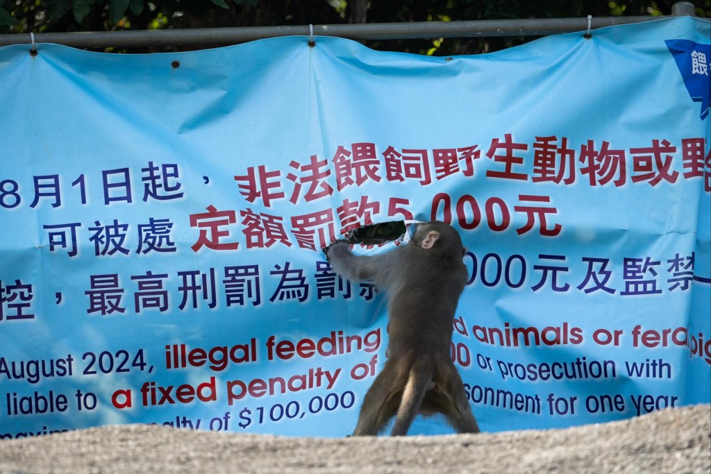Disgruntled Monkey Tears Down ‘No Feeding’ Banner In Apparent Protest