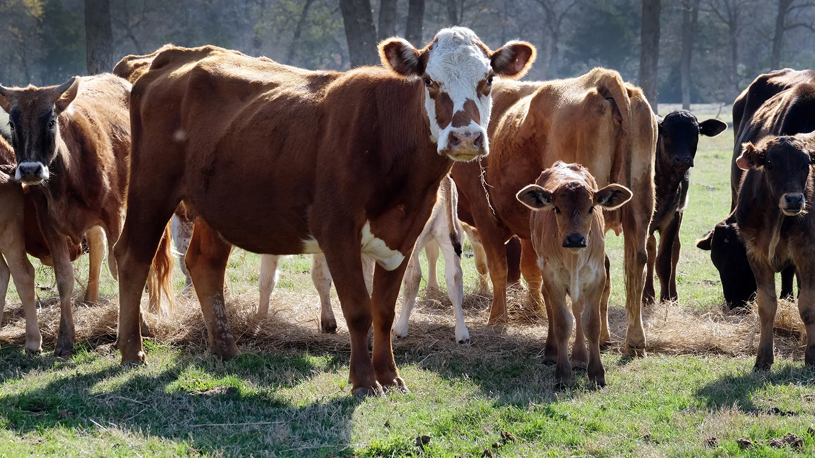 Cattle Herd Rebuild Begins Just As Consumers Get Slaughtered By Record Beef Prices