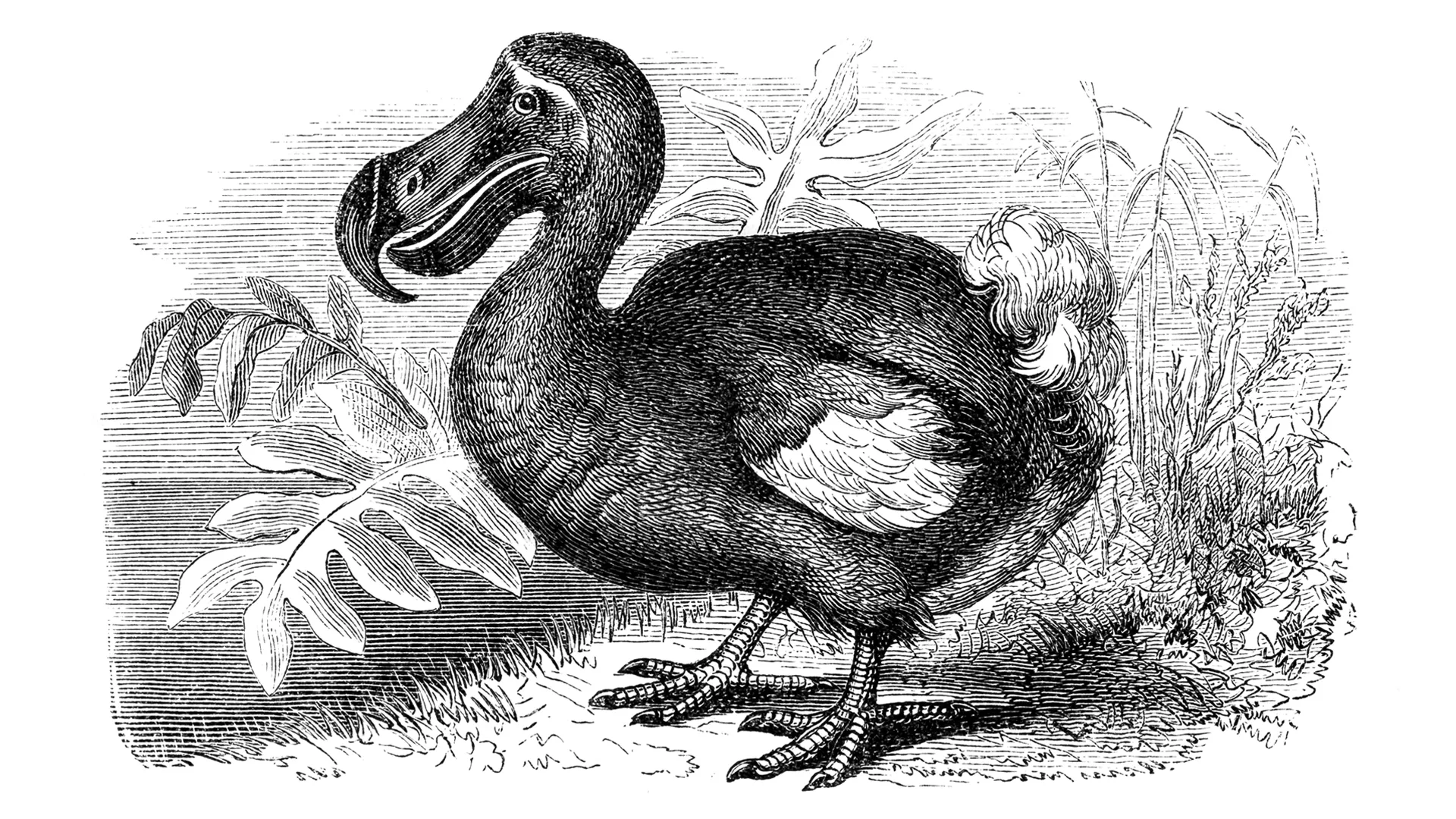 Recent Breakthrough Could Bring Extinct Dodo Birds Back From The Dead
