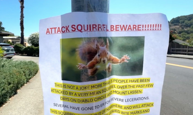 ‘Almost Killed Me’: Squirrel Attacking Residents In California Town, Sending At Least 2 To Hospital