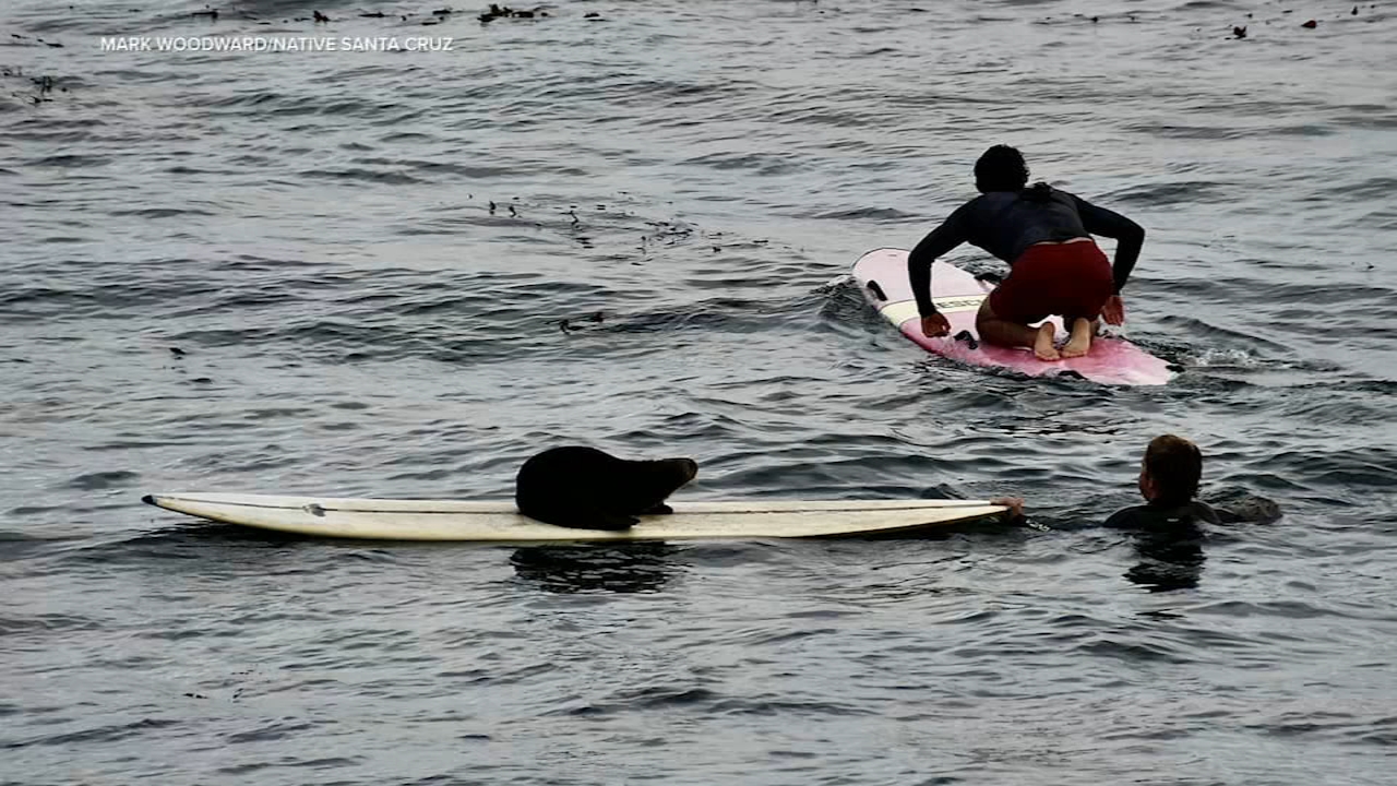 Aggressive Sea Otter Bites California Surfer, Hijacks Surfboard