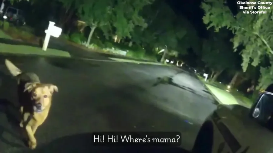 VIDEO: Hero Dog Helps Deputy Save Elderly Woman In Florida