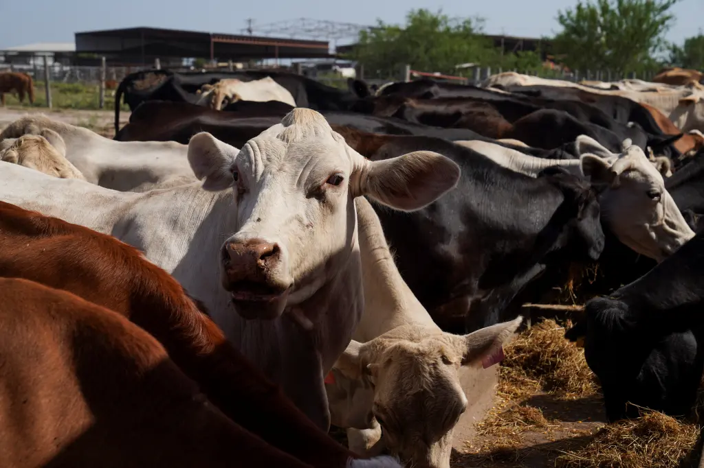 Beef Prices Hit Record Highs As Cattle Inventory Drops To Lowest Level In 70 Years