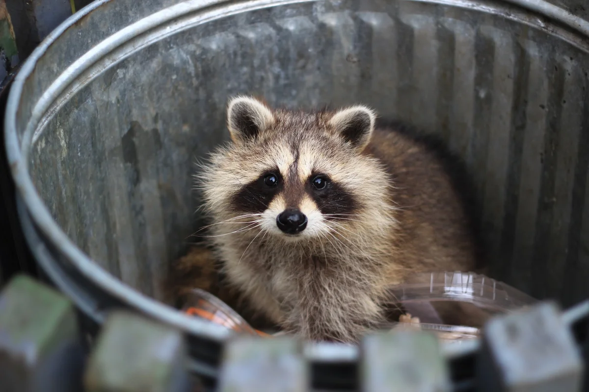 Raccoons Are Showing Early Signs Of Domestication