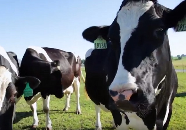 Norway Pauses Use Of Fart-Reducing Cattle Feed In Wake Of Danish Cow-Tastrophe