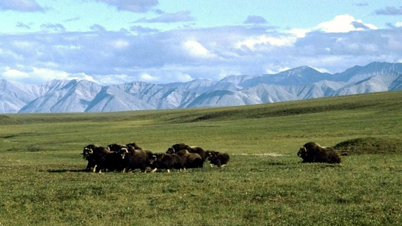 Alaska Natives Defy Dems, Champion Push To Revive Arctic Drilling That Biden Shut Down