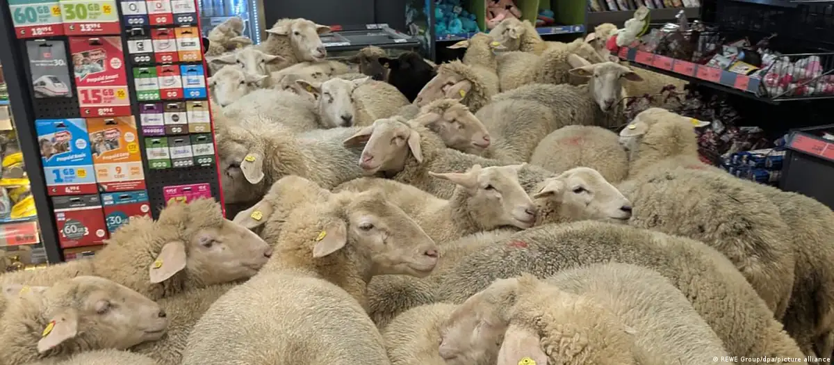 50 Sheep Break Away From Flock And Storm German Supermarket
