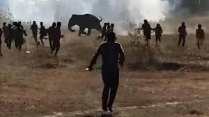 Rogue Elephant Kills Nearly Two Dozen People In 10-Day Rampage Through Eastern India