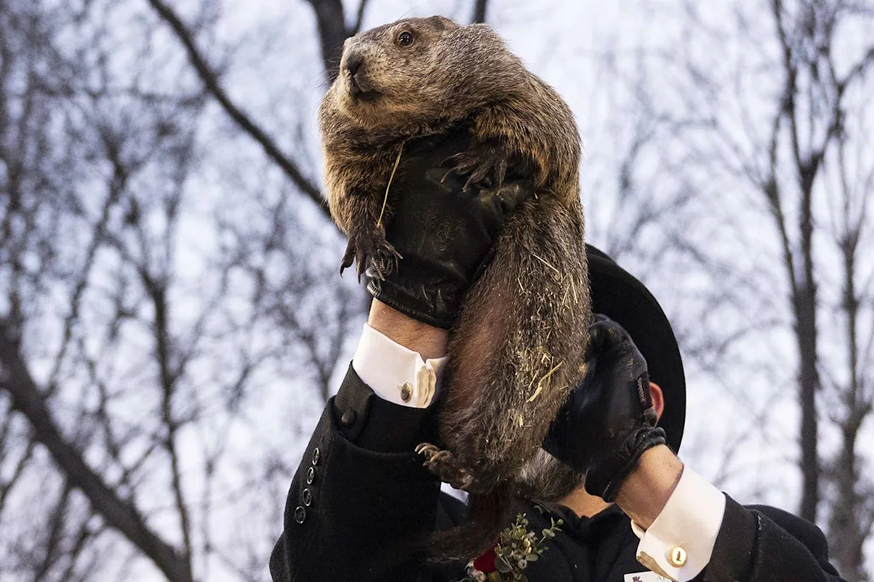 Groundhog Day: Punxsutawney Phil Predicts 6 More Weeks Of Winter