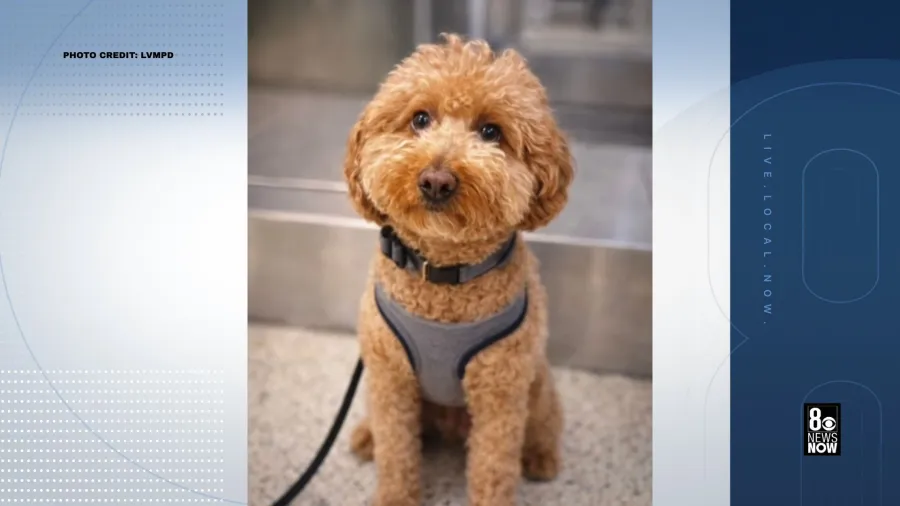 Abandoned Dog At Reid Airport In Las Vegas Finds Forever Home